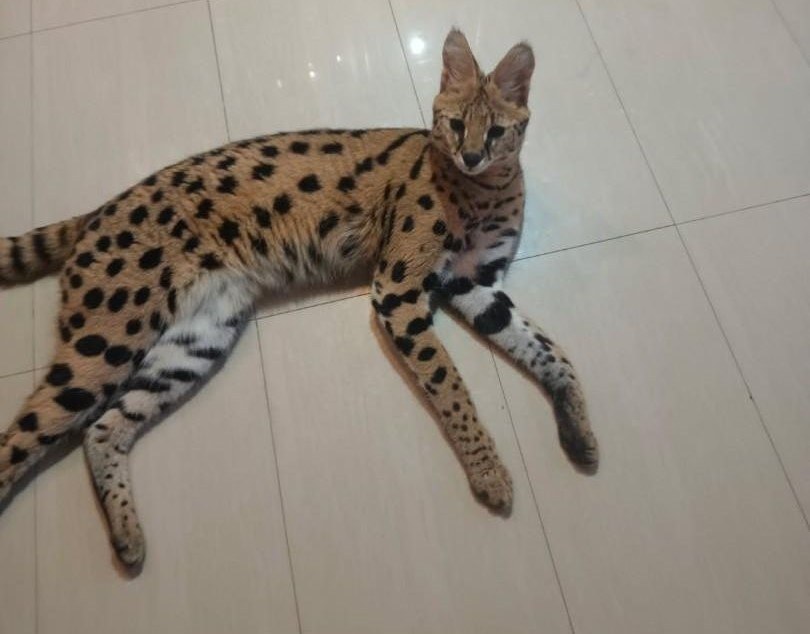 Serwal sawannowy na zdjęciu udostępnionym przez policję /Policja