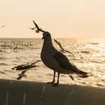 Setki martwych ptaków na plaży. Władze miejskie boją się ptasiej grypy 