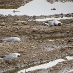 Setki martwych ptaków nad Jeziorem Mietkowskim
