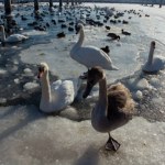 Setki martwych ptaków w Trójmieście. Bilans wciąż rośnie