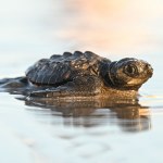 Setki młodych żółwi morskich zamarzają. Trwa wyścig z czasem