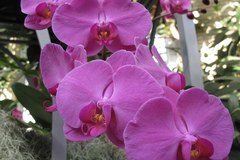 Setki orchidei na wystawie w Waszyngtonie
