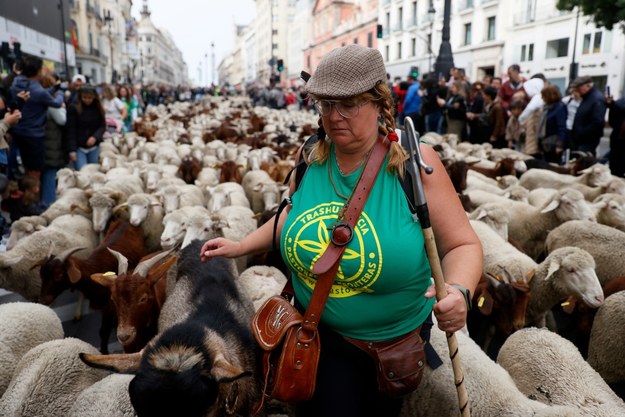 Setki owiec i kóz przeszły ulicami Madrytu /MARISCAL /PAP/EPA
