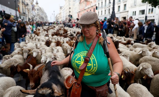 Setki owiec i kóz zablokowały ruch na ulicach Madrytu