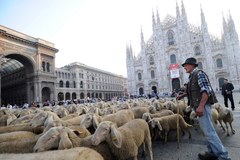 Setki owiec przed katedrą w Mediolanie