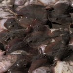 plaża Setki płaszczek zakopują się w piasku, gwałtowny wzrost. To wina El Niño