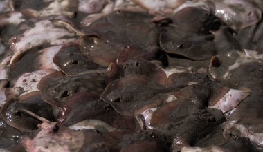 Setki płaszczek zakopują się w piasku, gwałtowny wzrost. To wina El Niño