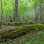 Setki starożytnych budowli w Puszczy Białowieskiej. Oto badania archeologów