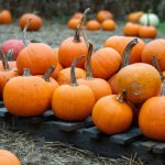 dynia Setki tysięcy ton rocznie. Zbiory dyń wzrosły w Polsce ośmiokrotnie