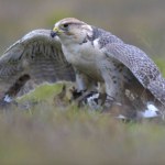 Setki tysięcy złotych za ptaka. Szaleństwo w Arabii Saudyjskiej