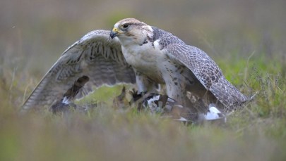 Setki tysięcy złotych za ptaka. Szaleństwo w Arabii Saudyjskiej