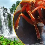 Laos Setki użądleń przez szerszenie i śmierć w kilka godzin. Tragiczny finał rodzinnych wakacji w Azji