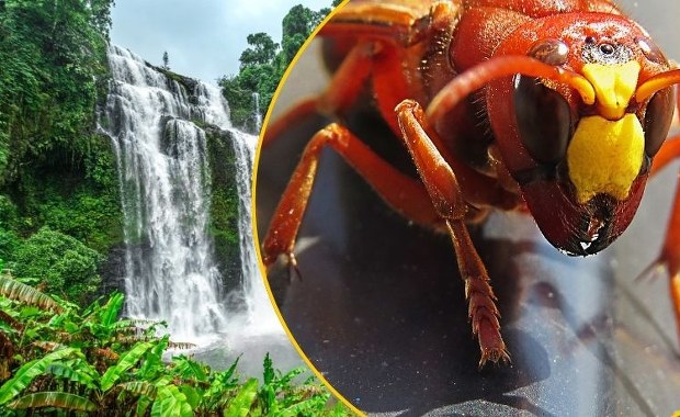 Setki użądleń przez szerszenie i śmierć w kilka godzin. Tragiczny finał rodzinnych wakacji w Azji