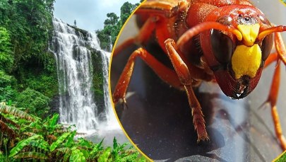 Setki użądleń przez szerszenie i śmierć w kilka godzin. Tragiczny finał rodzinnych wakacji w Azji