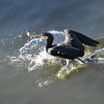 Setki zabitych piskląt kormoranów na Jeziorze Tonowskim