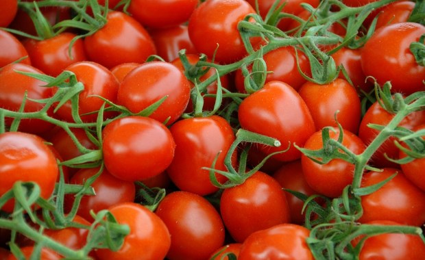 Setki zachorowań w Europie. Słynne sycylijskie pomidory winne epidemii salmonelli? 