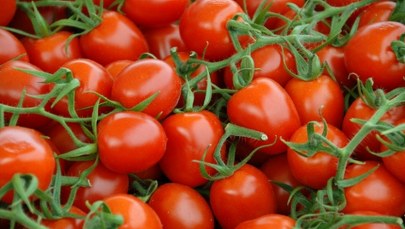 Setki zachorowań w Europie. Słynne sycylijskie pomidory winne epidemii salmonelli? 
