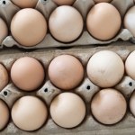 Salmonella Setki zakażeń salmonellą w Belgii. Skażone jaja mogły trafić też do Polski