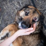 Setki zwierząt giną w Ukrainie. Inwazja Rosji zbiera tragiczne żniwo