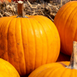 Sezon dyniowy dobiega końca. Zrób to teraz, aby zacząć własną uprawę