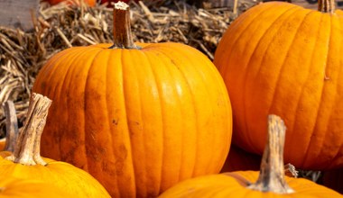 Sezon dyniowy dobiega końca. Zrób to teraz, aby zacząć własną uprawę