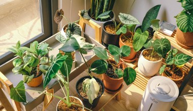 Sezon grzewczy i powrót smogu? Te rośliny skutecznie go zredukują 