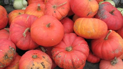 Sezon na dynie. Czerwone, pomarańczowe i zielone 