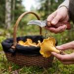 sok Sezon na grzyby i owoce w pełni. Te 3 praktyczne sprzęty z Jula mogą ułatwić zbiory