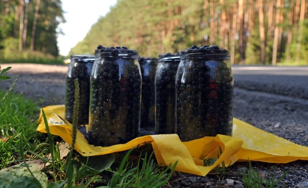 Sezon na jagody leśne: sprawdź, ile zapłacisz za litr w tym roku