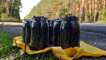 Sezon na jagody leśne: sprawdź, ile zapłacisz za litr w tym roku