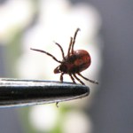 Sezon na kleszcze już się zaczął. Te produkty z Kauflandu od 9,99 zł mogą uratować każdy spacer