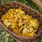 Sezon na kurki rusza pełną parą. Tu znajdziesz ich najwięcej 
