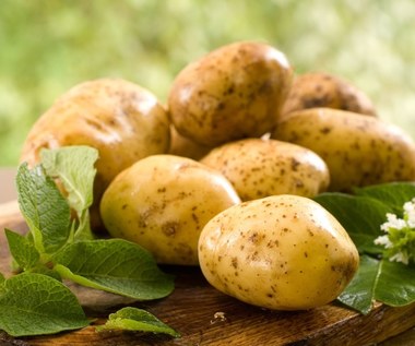 Sezon na młode ziemniaki