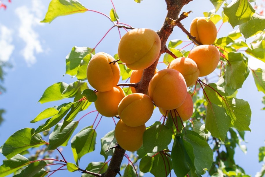 Sezon na morele – kiedy te słodkie owoce królują na polskich straganach? /Shutterstock