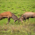 Sezon na rykowisko. Co się dzieje w polskich lasach jesienią?
