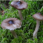 Sezon na te grzyby dopiero się zaczyna. Są smaczne, ale mało znane