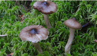 Sezon na te grzyby dopiero się zaczyna. Są smaczne, ale mało znane 