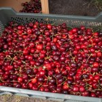 Sezon na truskawki, maliny i czereśnie. Cena tych ostatnich przyprawia o zawrót głowy