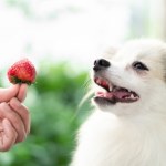 Sezon na truskawki rozpoczęty. Czy pies też może się nimi zajadać?