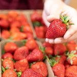Sezon na truskawki – są w sklepach, na straganach i szczycie niechlubnej listy