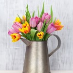 Sezon na tulipany