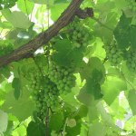 Sezon na winobranie trwa, nie jest jeszcze za późno