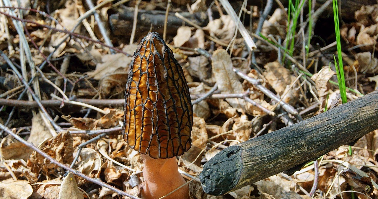 Сезон весняних грибів починається з березня і досягає піку у квітні-травні /pixabay.com