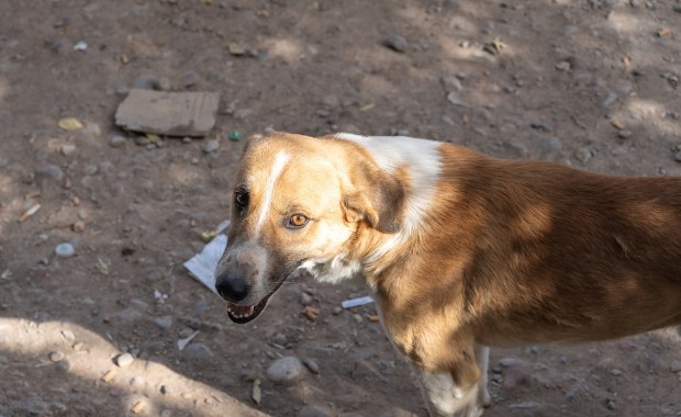 Sfora bezdomnych psów w Łódzkiem. Nie ma zgody na odstrzał