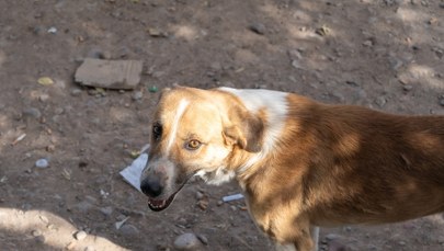 Sfora bezdomnych psów w Łódzkiem. Nie ma zgody na odstrzał