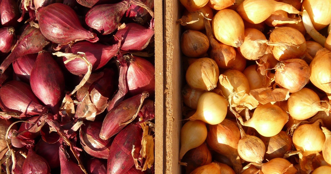 Шалотка - м'якша, делікатніша й солодша за ріпчасту цибулю /pixabay.com