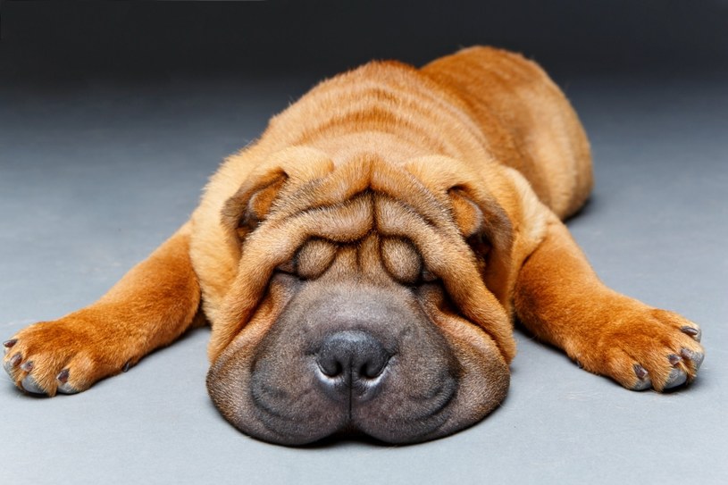Shar Pei mogą wydawać się słodkie, ale to rasa, która ma mnóstwo problemów zdrowotnych. Jest nawet choroba określana mianem "gorączki Shar Pei" /123RF/PICSEL