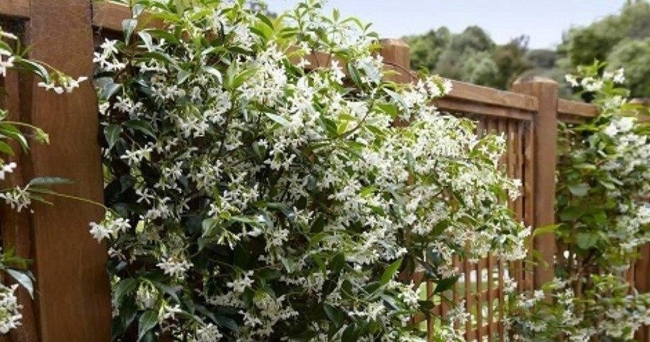 Щільне вічнозелене листя зірчастого жасмину формує "живу стіну", що захищає від поглядів перехожих і створює затишок на балконі чи в саду /Domena publiczna