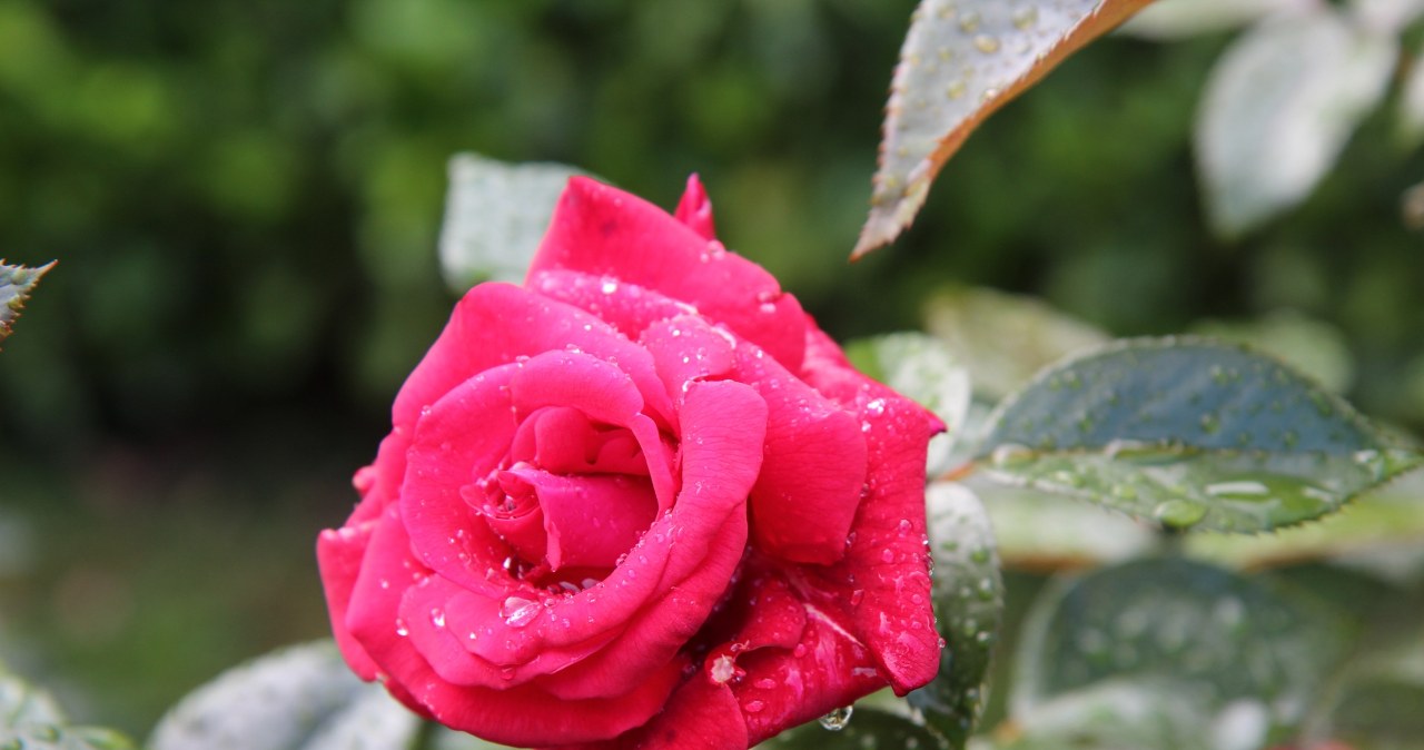 Що посадити біля троянд, щоб захистити їх від хвороб і шкідників? /pixabay.com