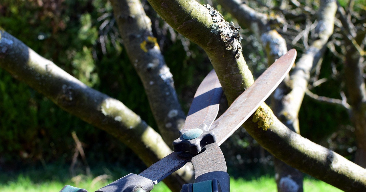 Що робити з гілками після обрізання дерев? Спалювати в саду заборонено /pixabay.com